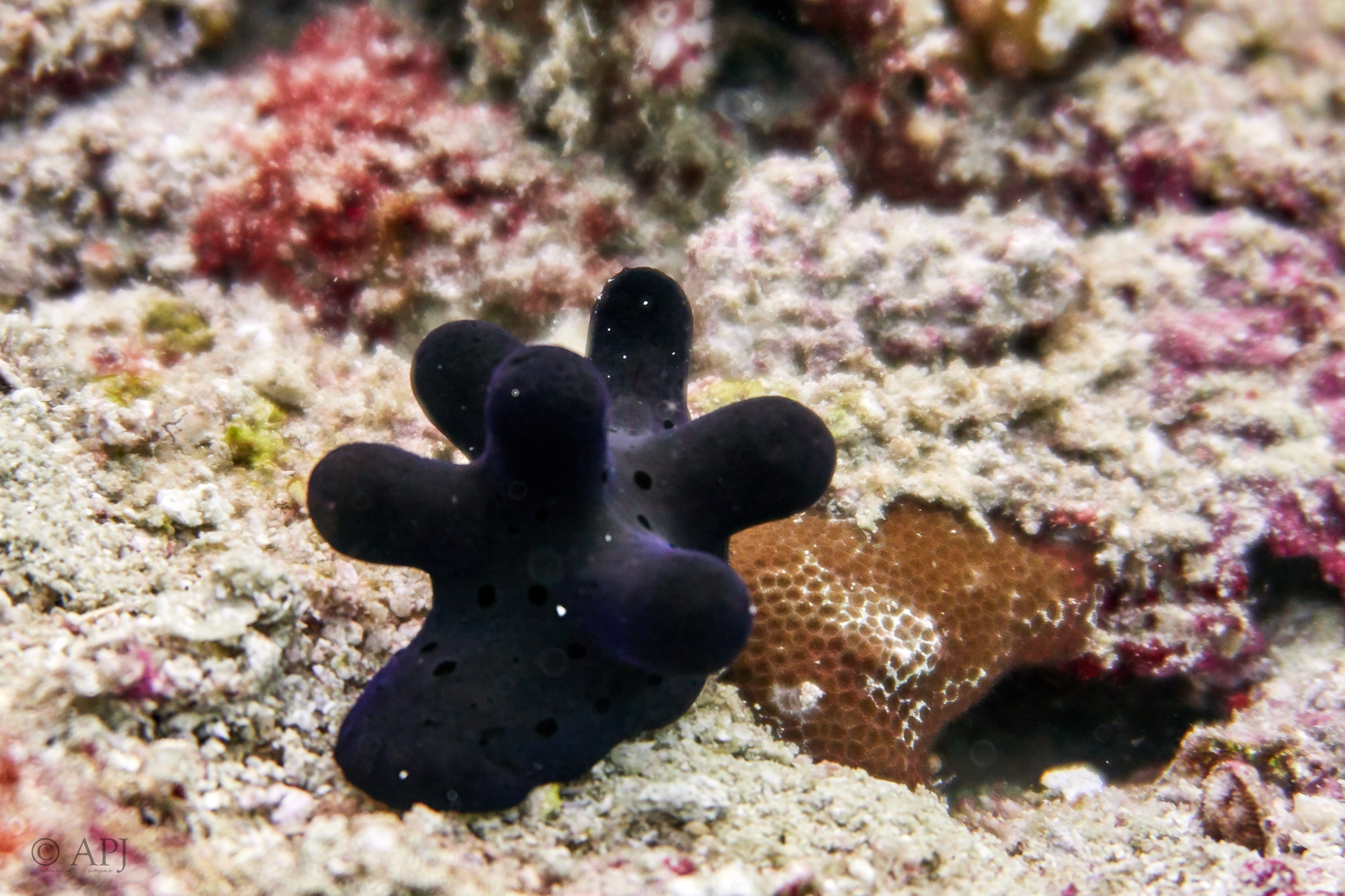 002102 17 08 17  Canon PowerShot G7 X Mark II   Malediven2017